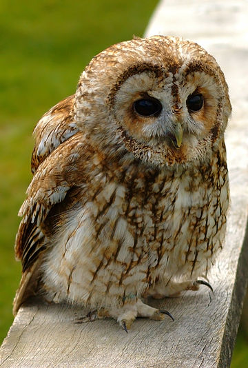 /media/tawny-owl.jpg